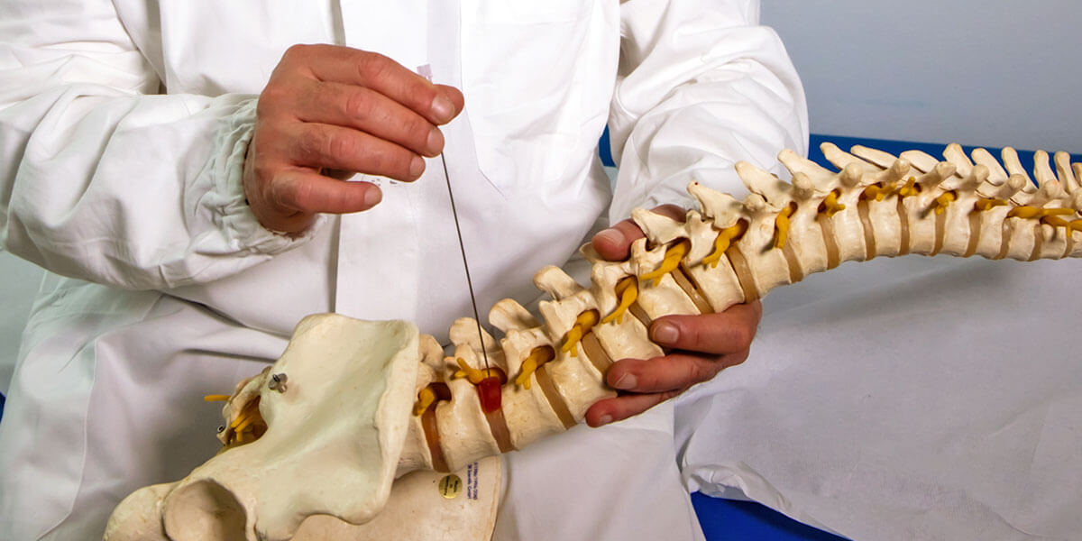 Modellino di colonna vertebrale